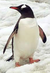 The funky penguins