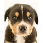 Cute dogs NO HATERS
