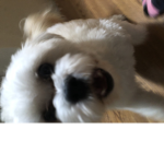 Mushroom is the best and teddy