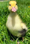 Duck gang 228