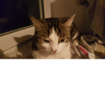 Molomolo