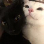 reminiscing, Group Thumbnail