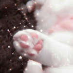 meowś