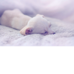 A mimir:>