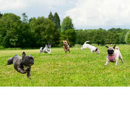 doggy hang out