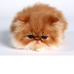 kitty cat cat group
