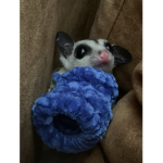 {[<(Sugar glider group)>]}