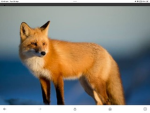 Firefox’s