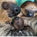 Animal protection group WE NEED TO PROTECT ANIMAL