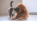 CATZANDDOGZ