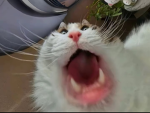 Richetherich