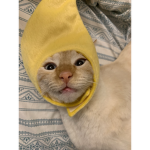 Cats are noice
