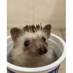 Pookiers