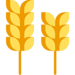 very big wheat