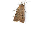 The Moth Wood Gang