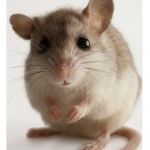 The lil Mice