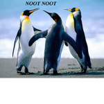 Noot Noot ever