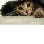 CAT CLUB! only if ur a true cat.