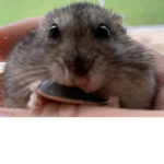 -Official Gucci Hamster-