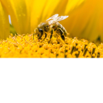 honey bee2015