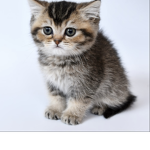 KitKat kittens