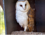 Owl country