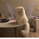 faekitty