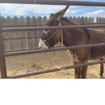 I miss the donkey