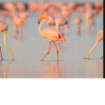 Fluffy flamingo’s!