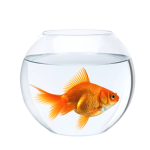 The/Fish/Bowl