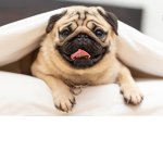 Puggy Group2!