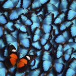 BUTTERFLY WINGS<3333