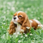 Cute cat dog
