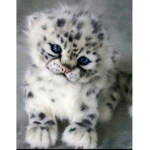 Leopard Leap