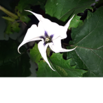 datura stramonium fan