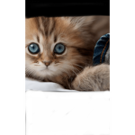 Pal join my group so my cat can have a good day