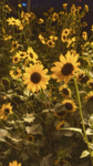 ~*Sunflower's*~