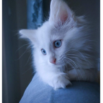 My cat is very good !!