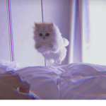 TheKittyClubShorts