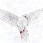 .+~Dove~+.