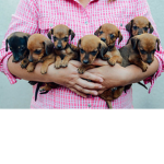 Puppy Pen