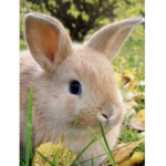 Sugar rabbits
