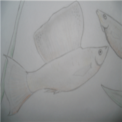 Molly fish Roblox decal