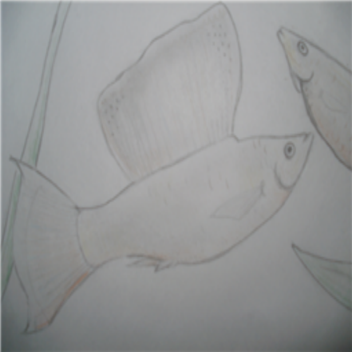 Molly fish Roblox decal