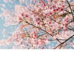 Blossom Family5
