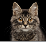 THE CAT AND KITTEN CULT