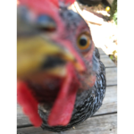 LORD OF CHICKENS