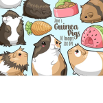 GUINEA PIGS FOREVER