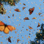 ~~~Ｂｕｔｔｅｒｆｌｙ Ｓｑｕａｄ~~~
