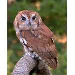 Offical OWL TEAM